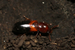 Corticeus bicolor