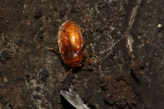 Symbiotes gibberosus