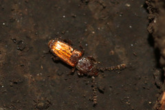 Laemophloeidae