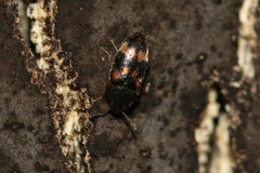 Litargus connexus