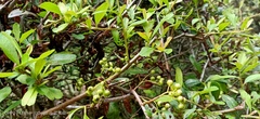 Coprosma lucida