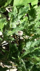 Chamaesaracha sordida