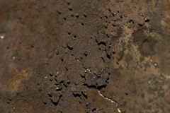 Cryptostroma corticale