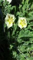 Chamaesaracha sordida