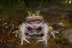 La Parva Spiny-Chest Frog photo 2