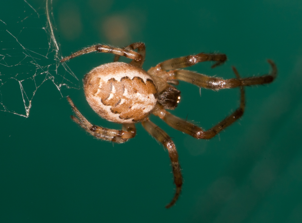 Red-sided Sector Spider (Zygiella atrica) · iNaturalist
