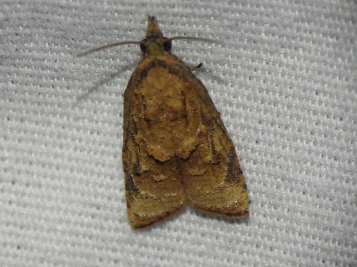 Omnivorous Platynota Moth photo 4