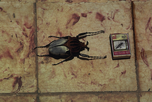 chief goliath beetle