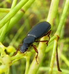 Ophonus incisus