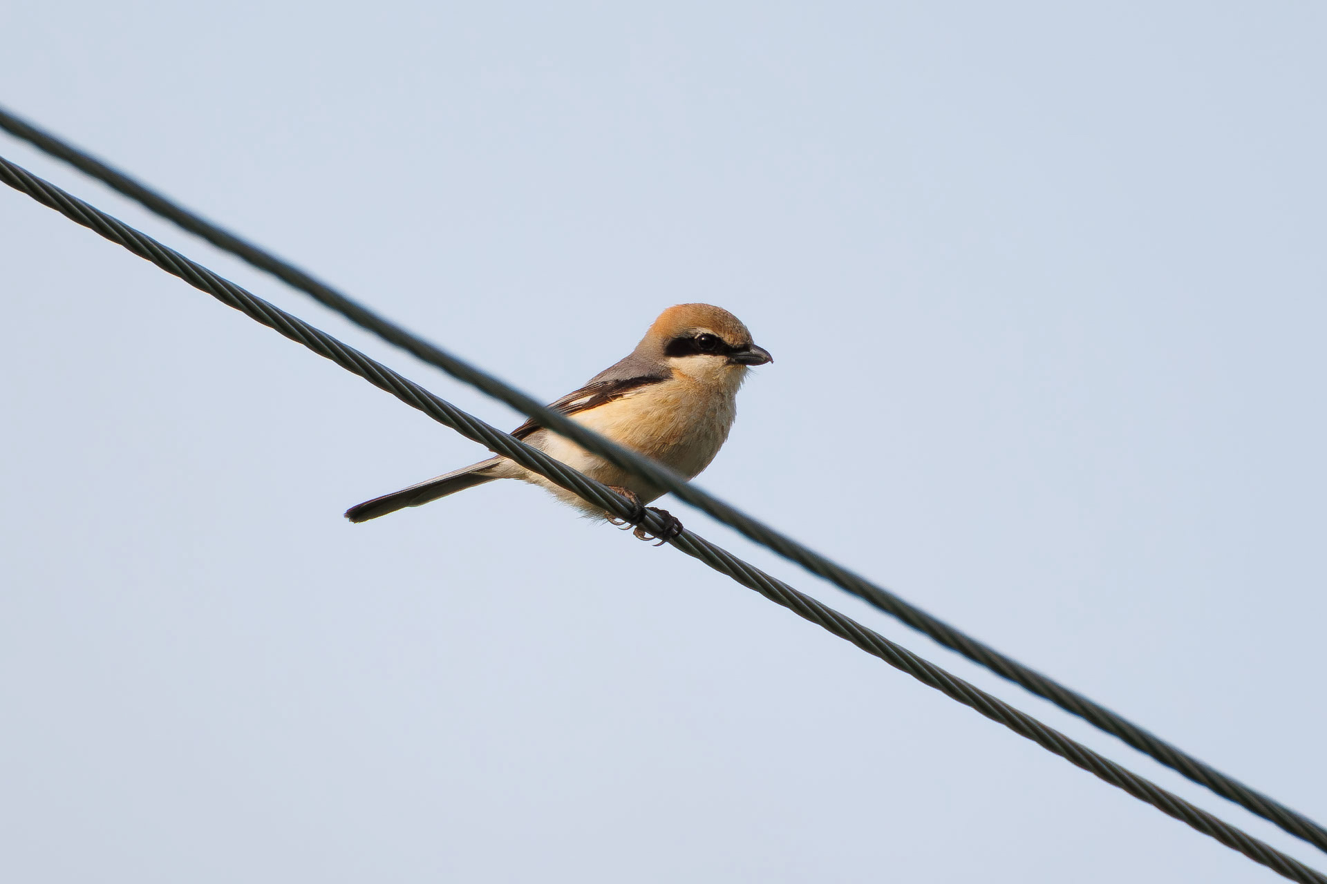 Bull-headed Shrike