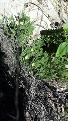 Chamaesaracha sordida