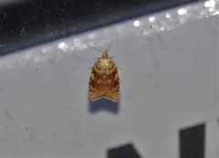 Aleimma loeflingiana