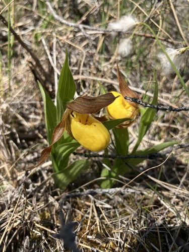 yellow lady's slipper
