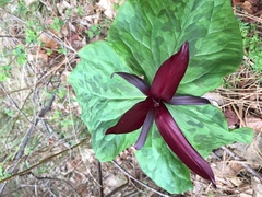Trillium kurabayashii