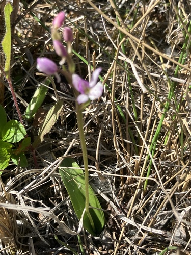 Small Round-leaved Orchid
