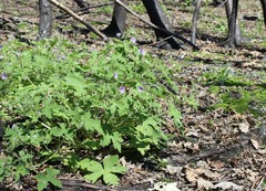 Geranium bohemicum