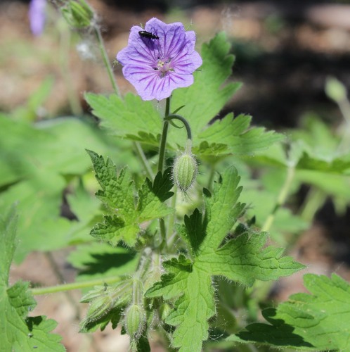 Geranium bohemicum, photograph 1
