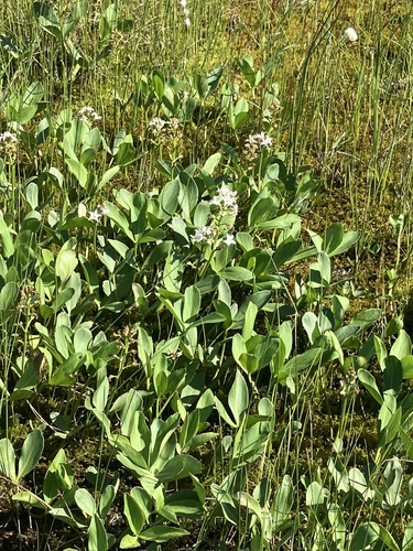 Bogbean