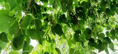 Bischofia polycarpa