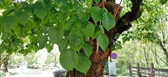 Bischofia polycarpa