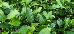 Magnoliopsida