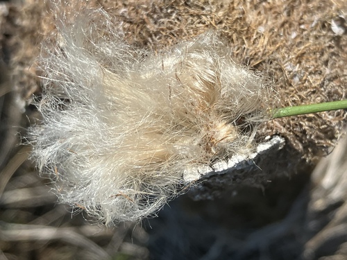 russet cottongrass