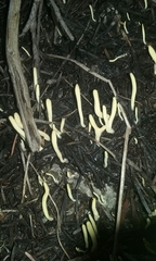 Clavariadelphus ligula