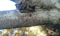 Leptobunus parvulus