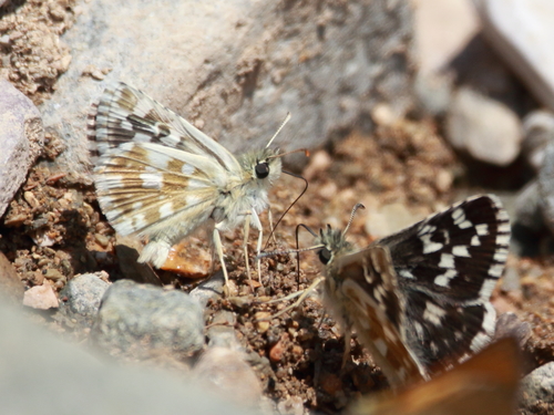 Sandy Grizzled Skipper