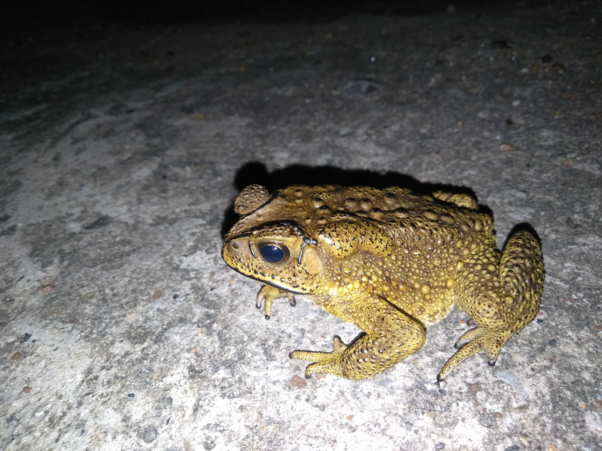 Indian Common True Toad