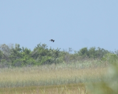 Rostrhamus sociabilis plumbeus