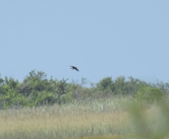 Rostrhamus sociabilis plumbeus
