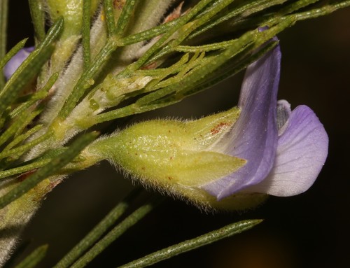 Image of Psoralea speciosa by (c) Brian du Preez, some rights reserved (CC BY-SA)