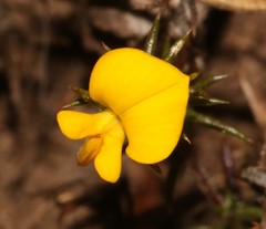 Aspalathus cordicarpa