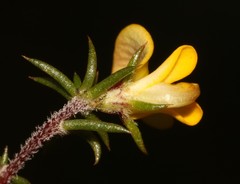 Aspalathus cordicarpa