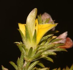 Aspalathus opaca opaca