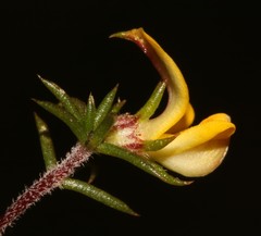 Aspalathus cordicarpa