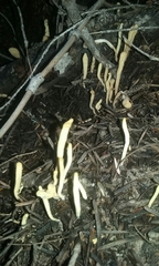 Clavariadelphus ligula