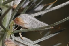 Aspalathus florifera