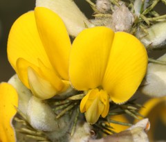 Aspalathus spectabilis