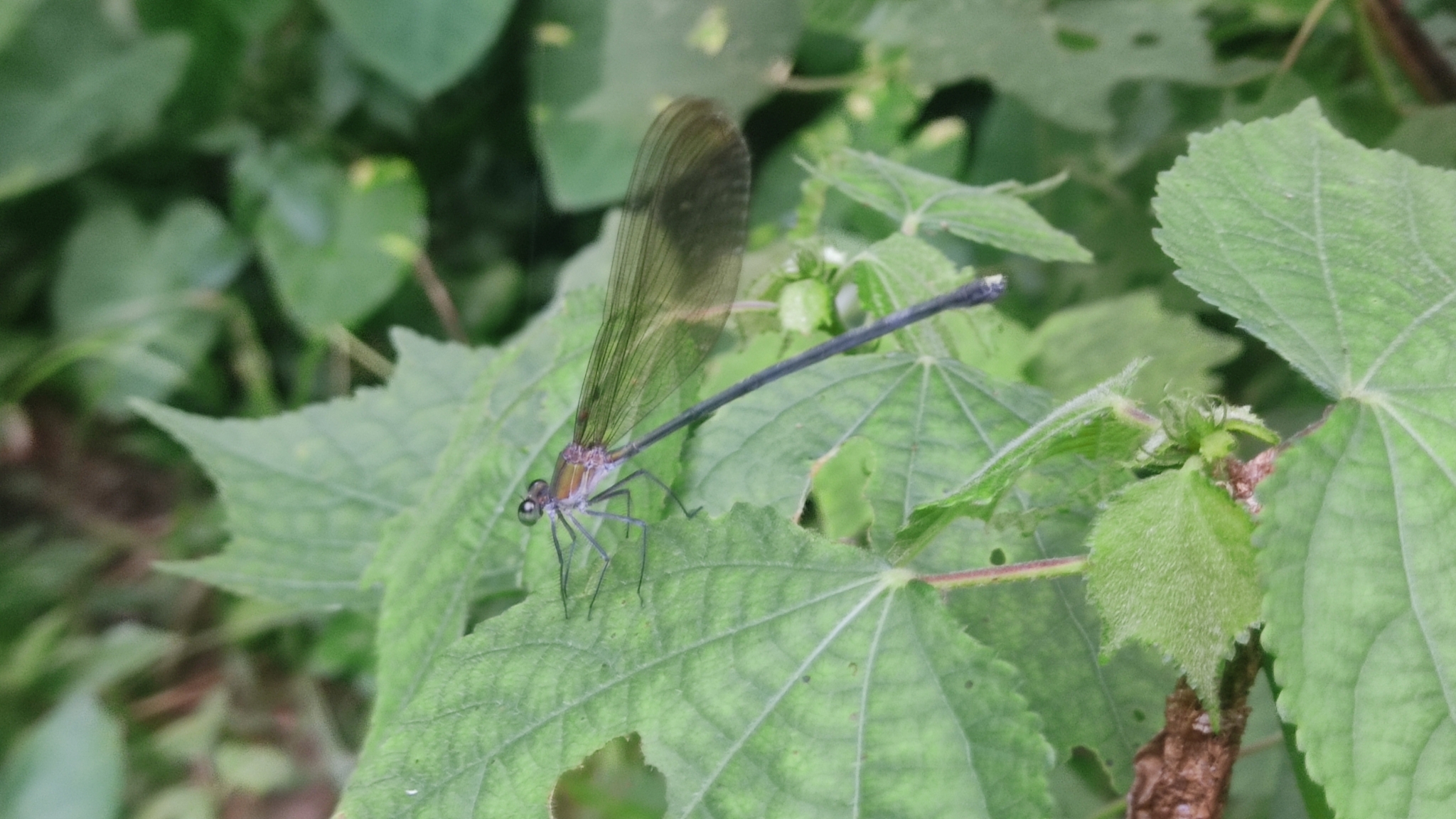 Clear-Winged Flashwing