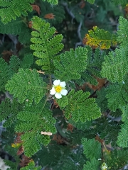 Chamaebatia foliolosa