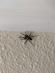 Herpyllus propinquus