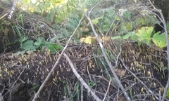 Clavariadelphus ligula