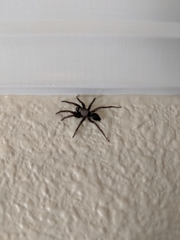 Herpyllus propinquus