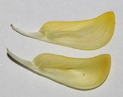 Aspalathus spectabilis