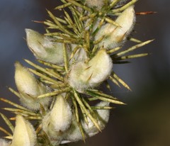 Aspalathus spectabilis