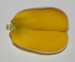 Aspalathus spectabilis