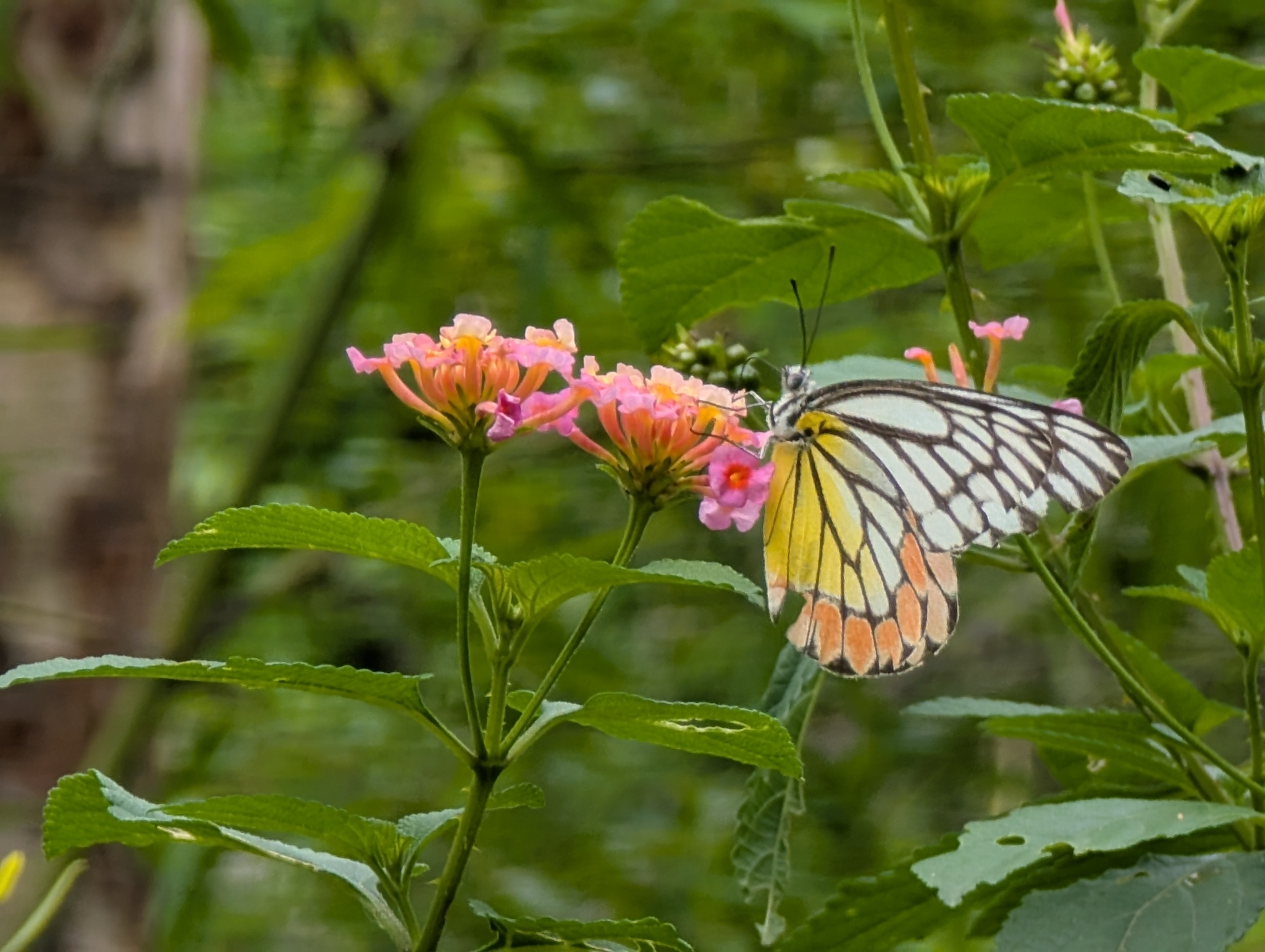 Indian Jezebel