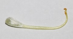 Aspalathus spectabilis